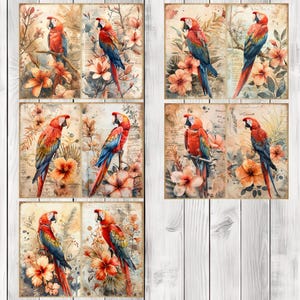 Scarlet Macaw - Junk Journal Pages, Journal Paper Set, Bird Junk Journal Paper, Printable Journal, Scrapbook Paper, Digital Paper