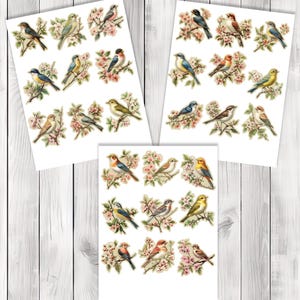 Vintage Songbird Fussy Cuts - Junk Journal , Printable Journal, Junk Journal Tags, Junk Journal Ephemera